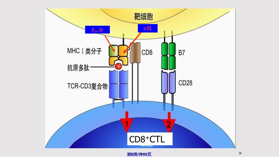 APC与抗原处理及提呈实用教案_第2页