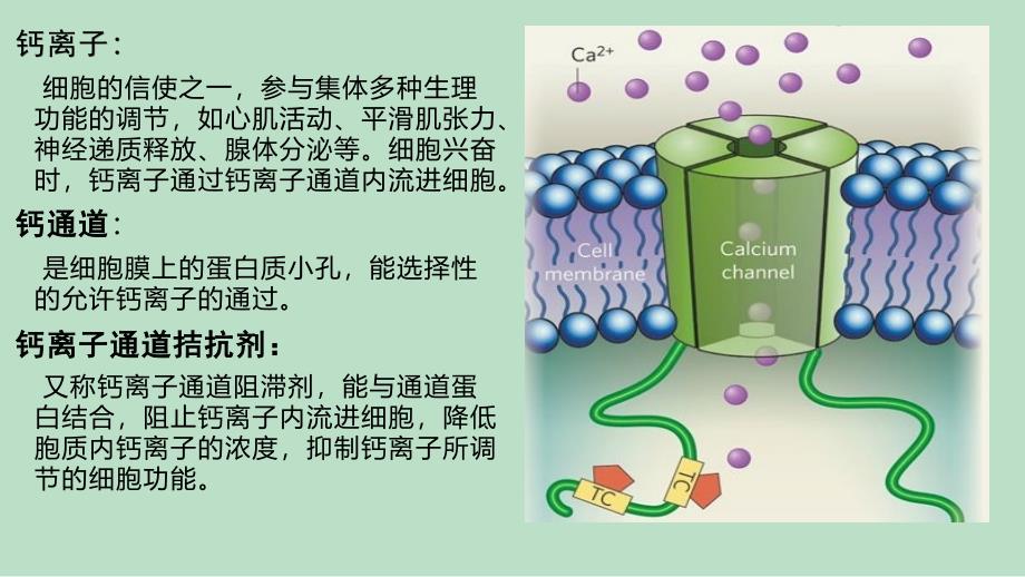 钙离子通道阻滞剂_第4页