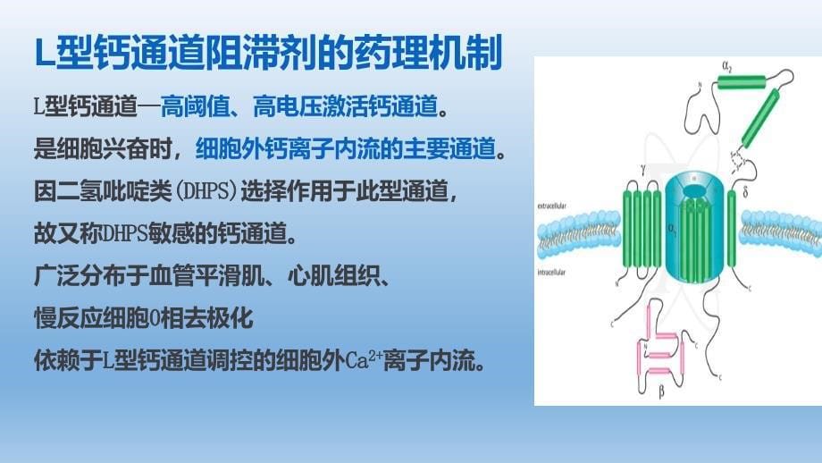 钙离子通道阻滞剂_第5页