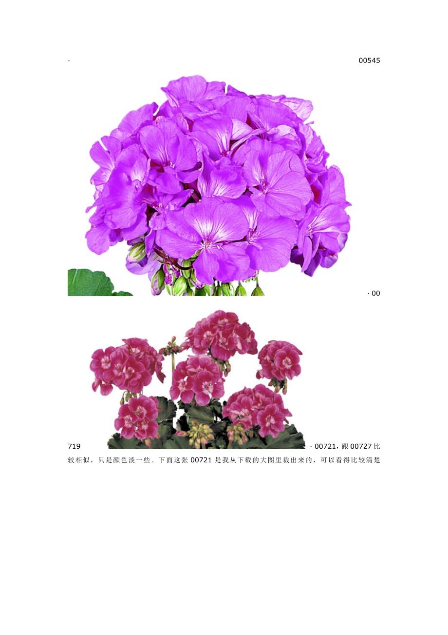 建议挑选的菲舍天竺葵品种.docx_第3页