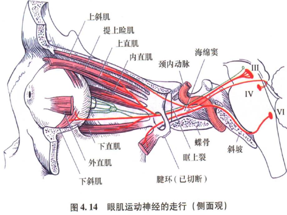 动眼神经解剖图文_第3页