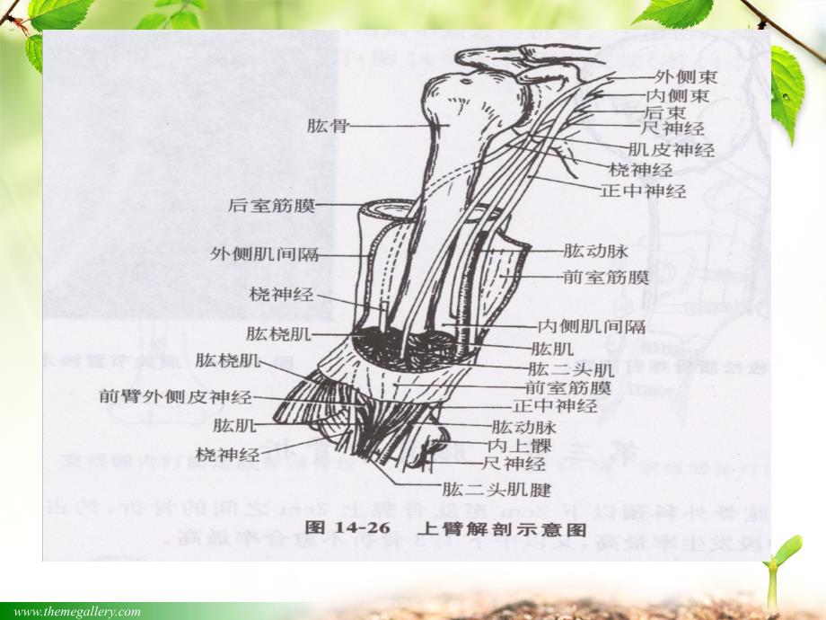 肱骨骨折护理查房精简版_第3页