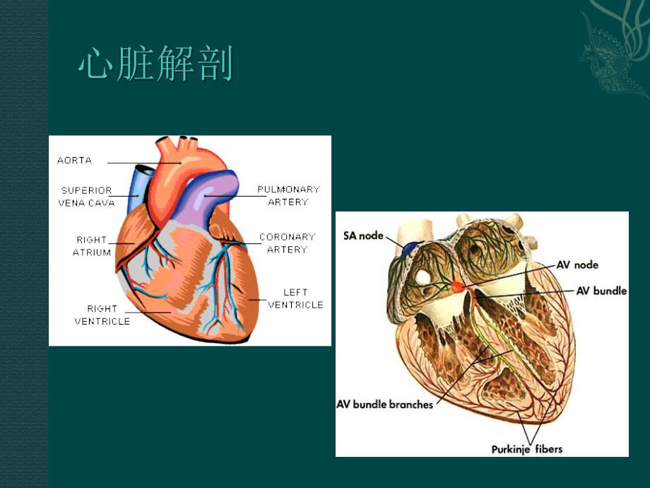 血液动力学_第2页