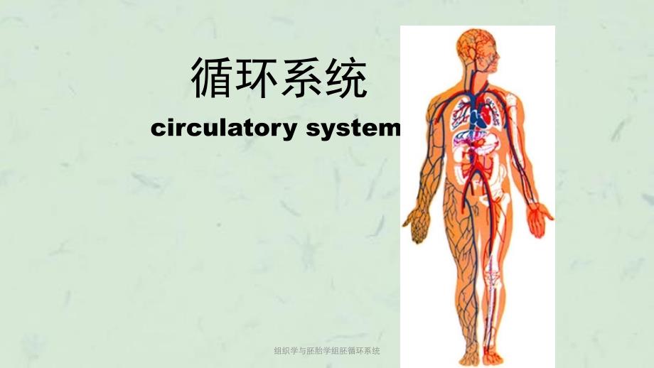 组织学与胚胎学组胚循环系统课件_第1页