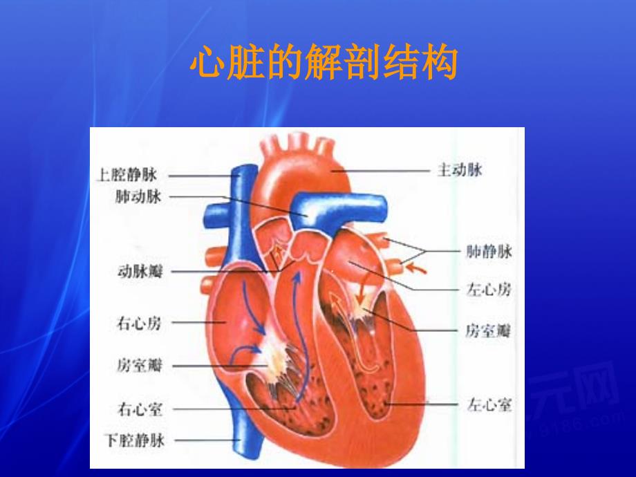 心力衰竭PPT课件_第3页