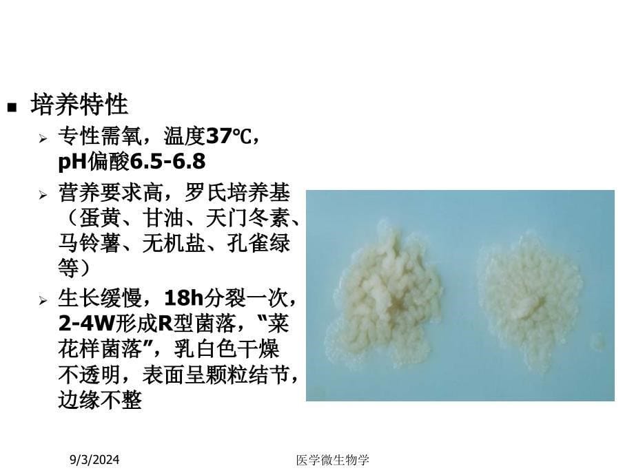 医学微生物学课件第11章分枝杆菌属_第5页