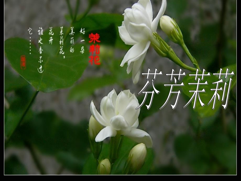 小学四年级下册音乐课件-2.歌曲-江苏民歌-茉莉花-花城版-(共24张PPT)_第3页