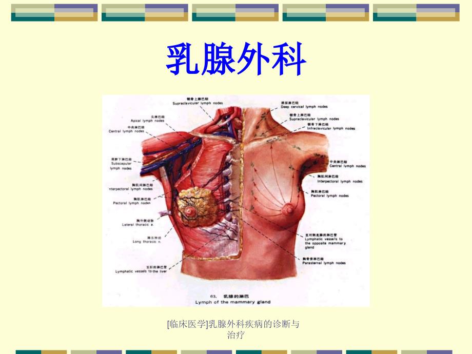 临床医学乳腺外科疾病的诊断与治疗课件_第1页