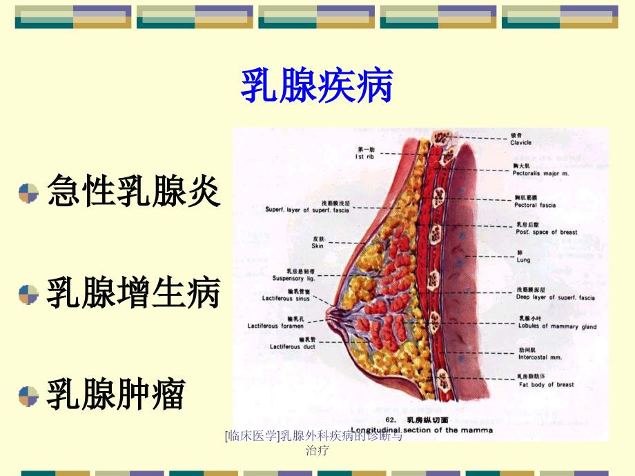 临床医学乳腺外科疾病的诊断与治疗课件_第2页