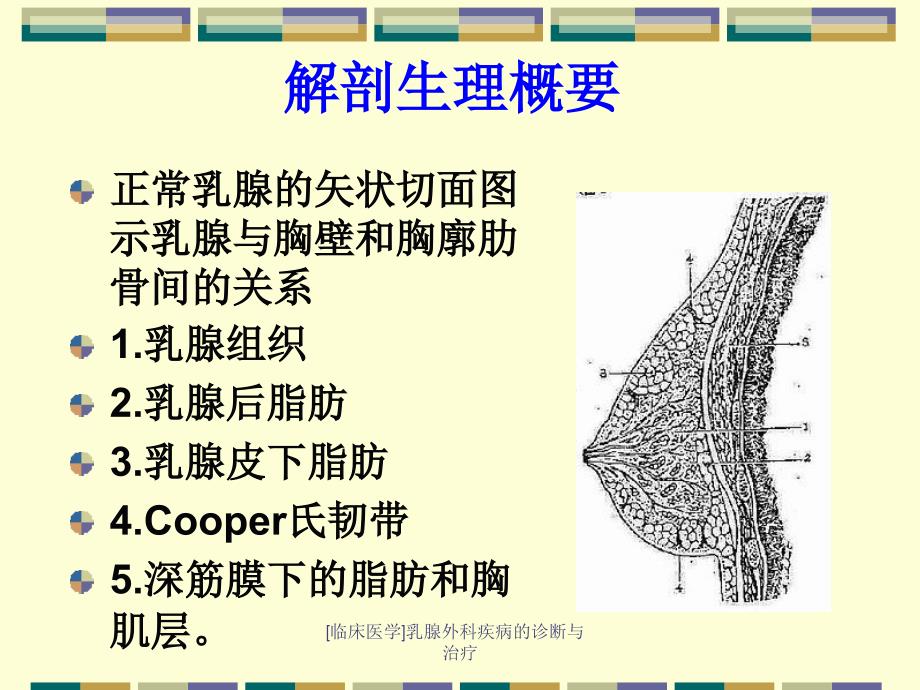 临床医学乳腺外科疾病的诊断与治疗课件_第3页