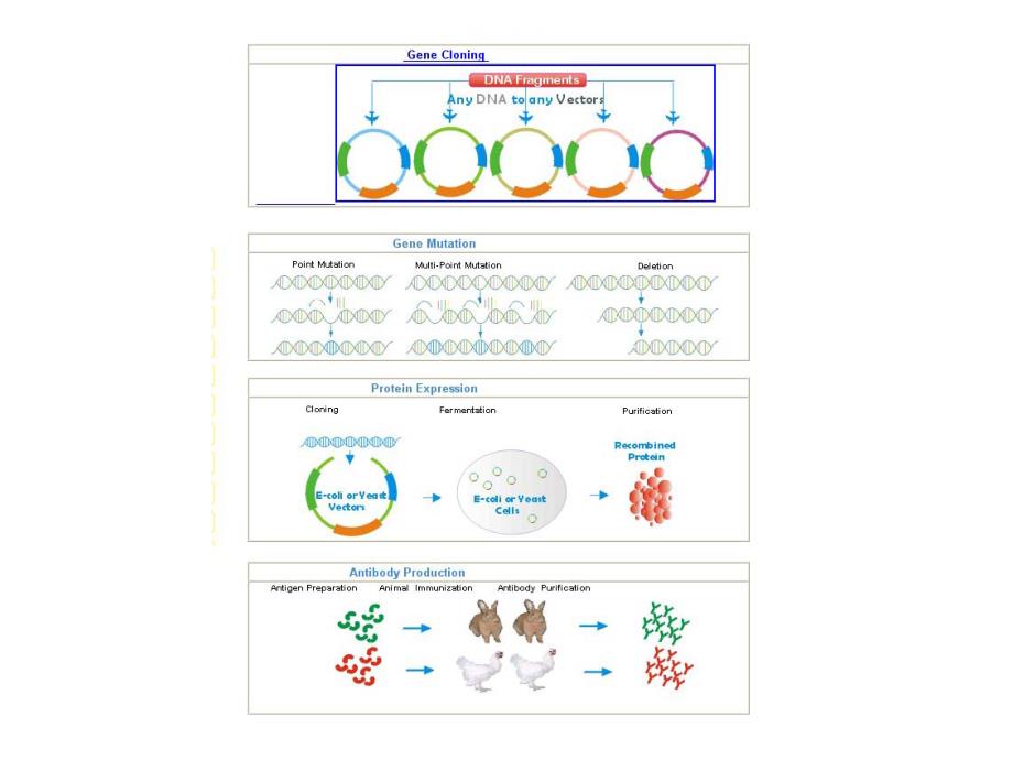 基因操作原理与方法_第4页