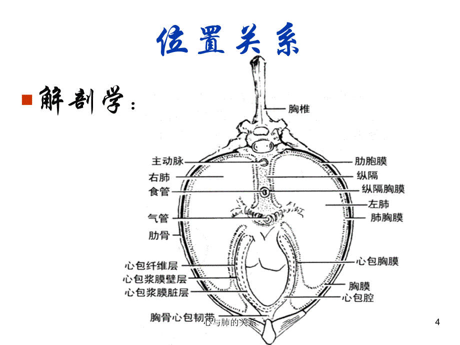 心与肺的关系ppt课件_第4页