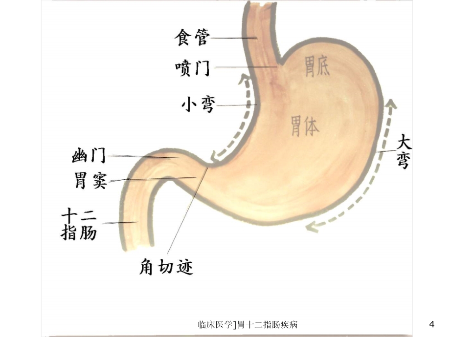 临床医学胃十二指肠疾病课件_第4页