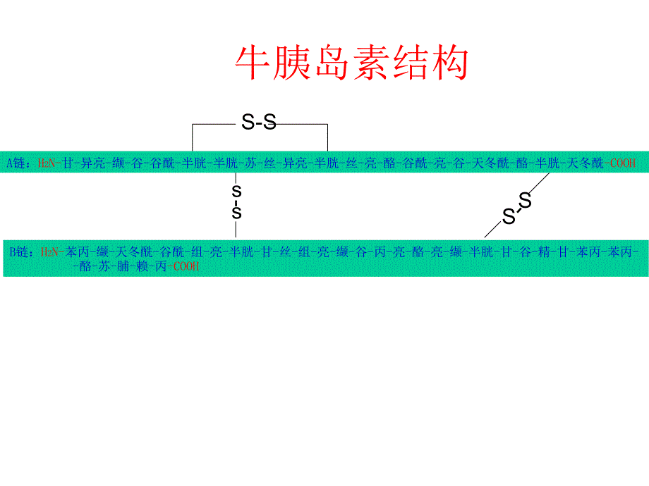 牛胰岛素结构图及相关_第1页