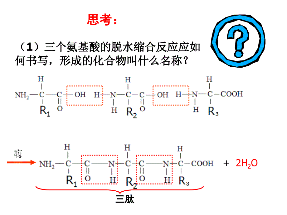 牛胰岛素结构图及相关_第2页