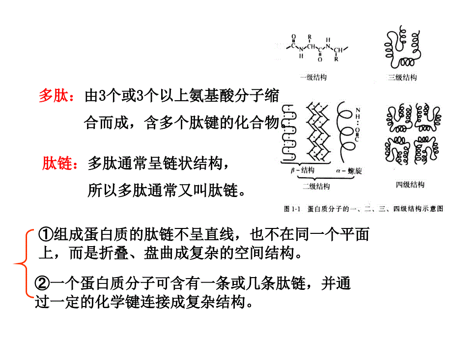 牛胰岛素结构图及相关_第3页