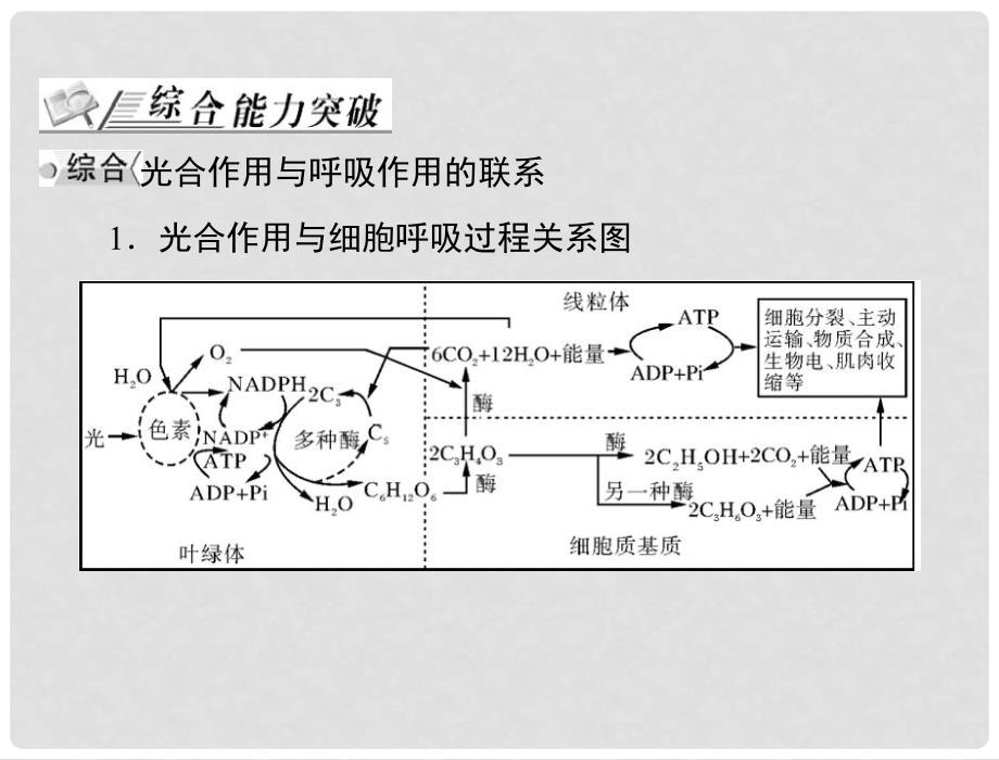 高考生物总复习 第5章 章末知识整合课件 新人教版必修1_第2页