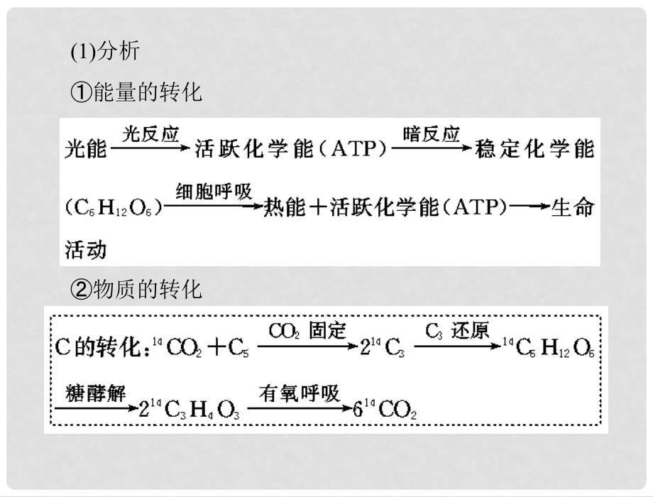 高考生物总复习 第5章 章末知识整合课件 新人教版必修1_第4页