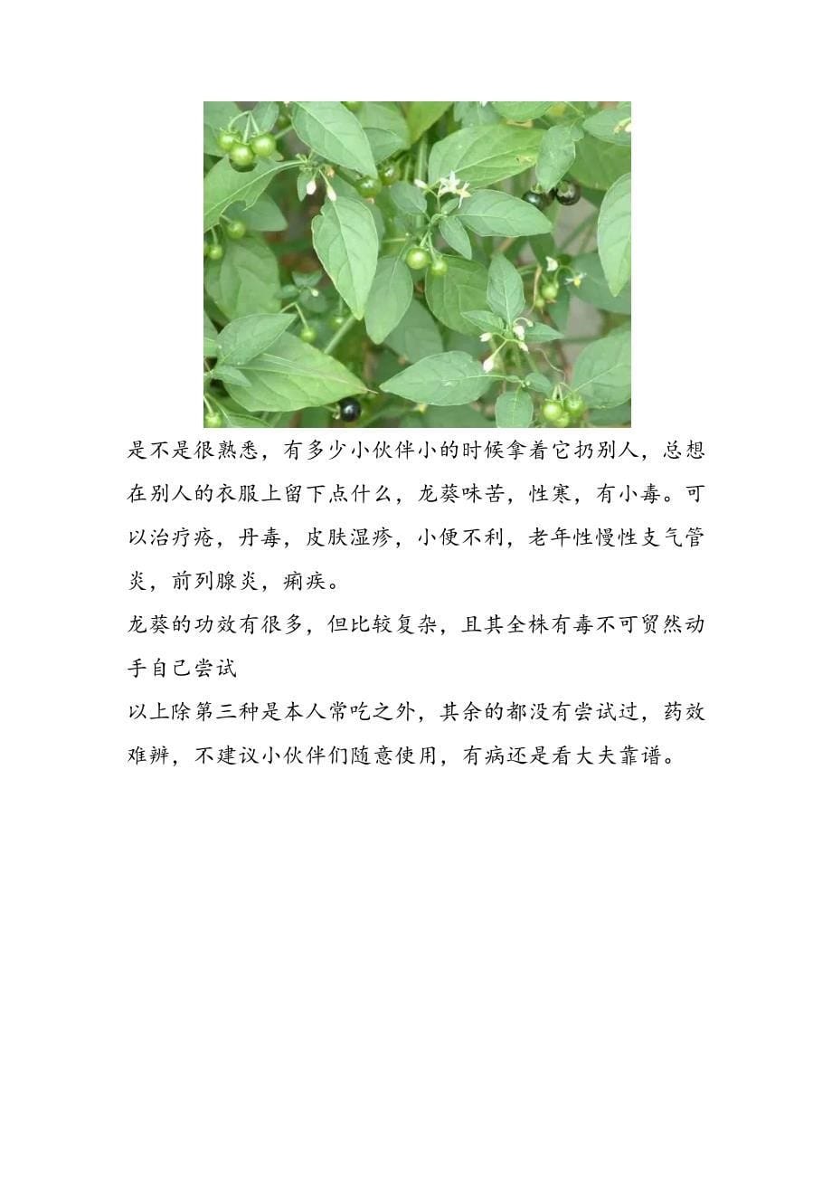 草本植物的药用价值.docx_第5页