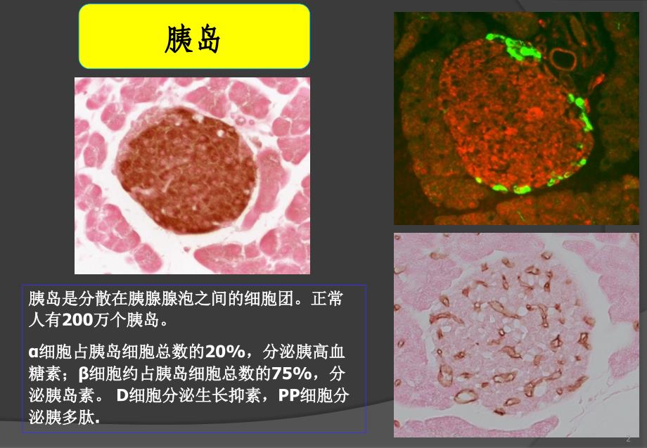 胰岛素及其类似物在慢性肾功能不全患者中的应用ppt课件_第2页