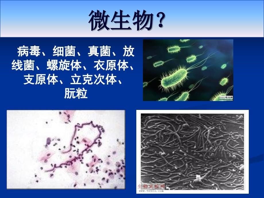 常见微生物与相关疾病_第5页