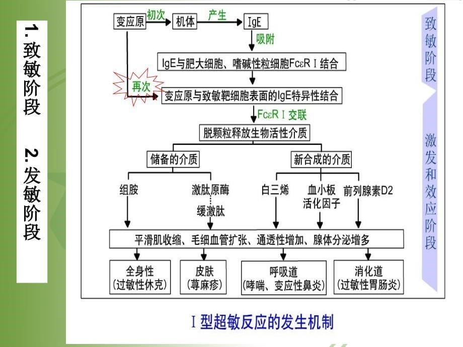 临床免疫PPT课件_第5页