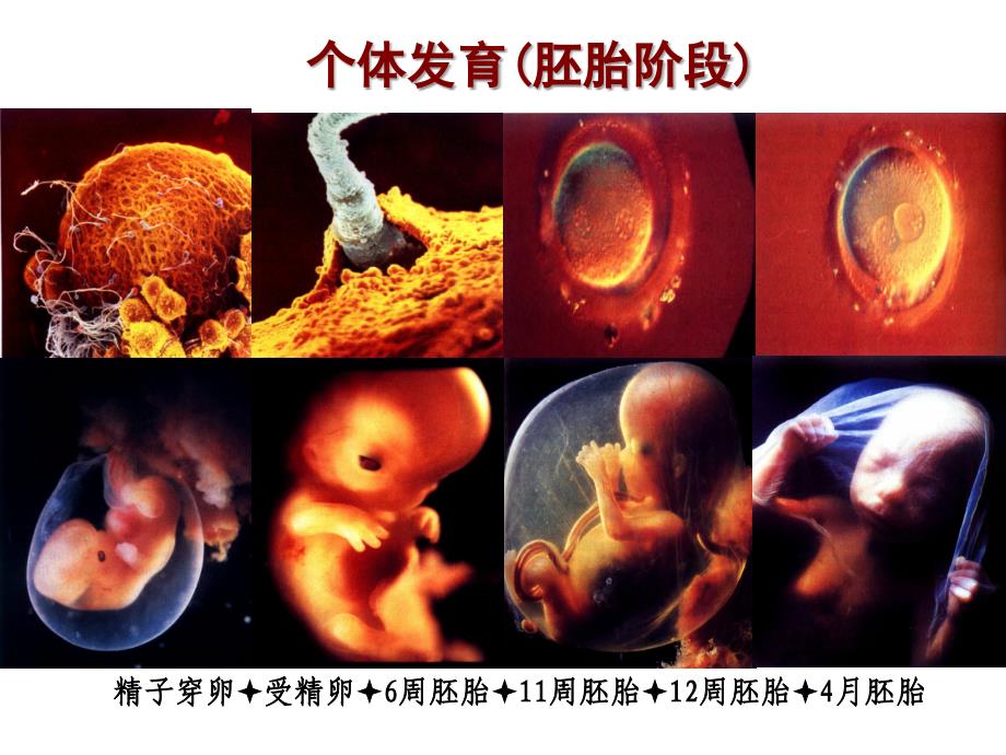 儿童生长发育与健康评估.ppt_第3页