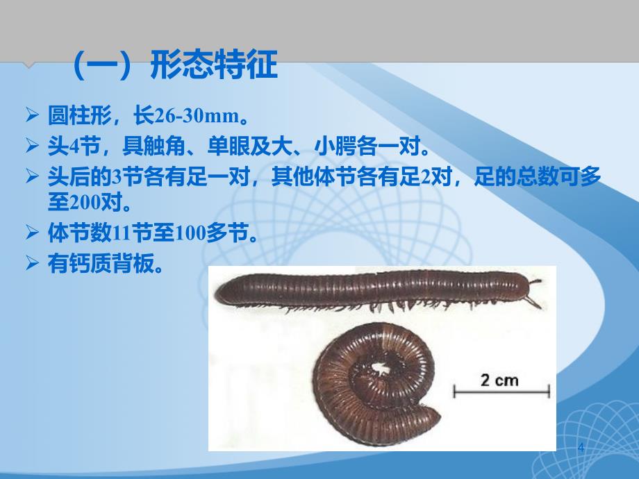 食品企业常见害虫及其防治_第4页