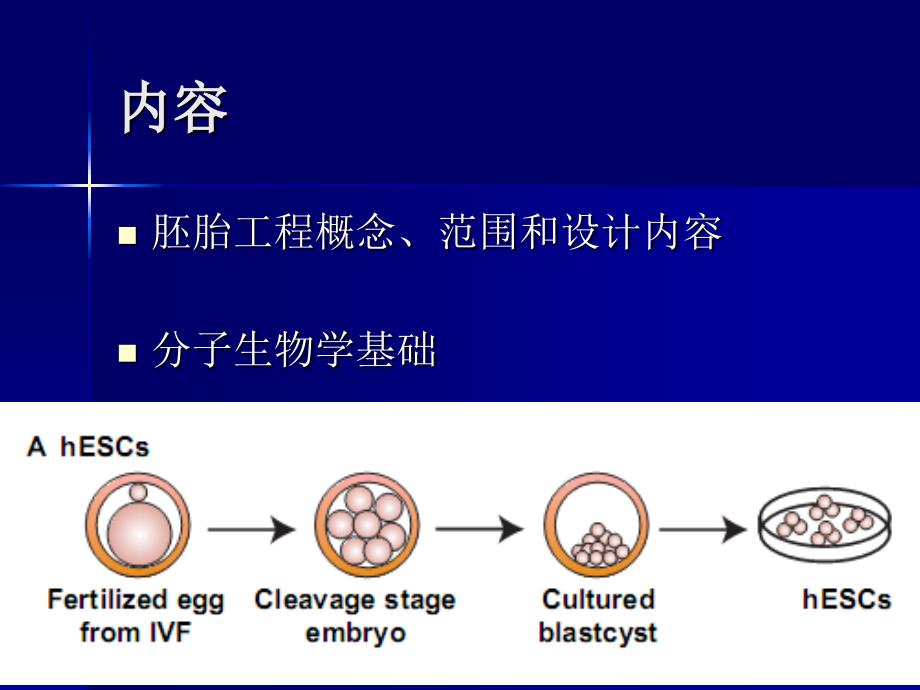 《胚胎工程绪论》PPT课件_第4页