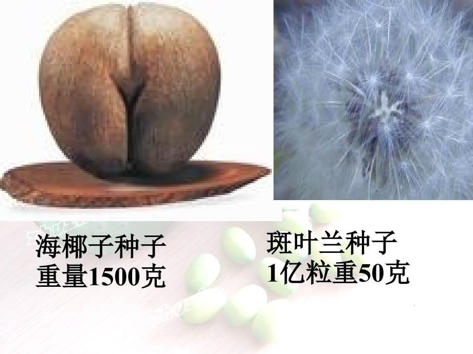 七年级生物《种子植物》课件_第3页