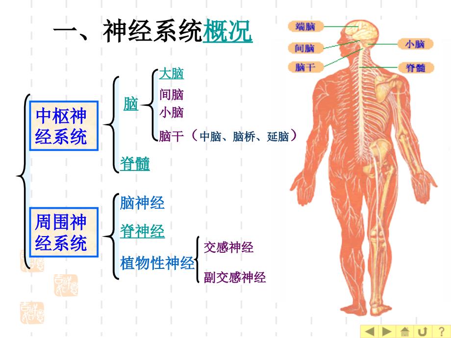 幼儿卫生学之神经系统ppt课件_第4页