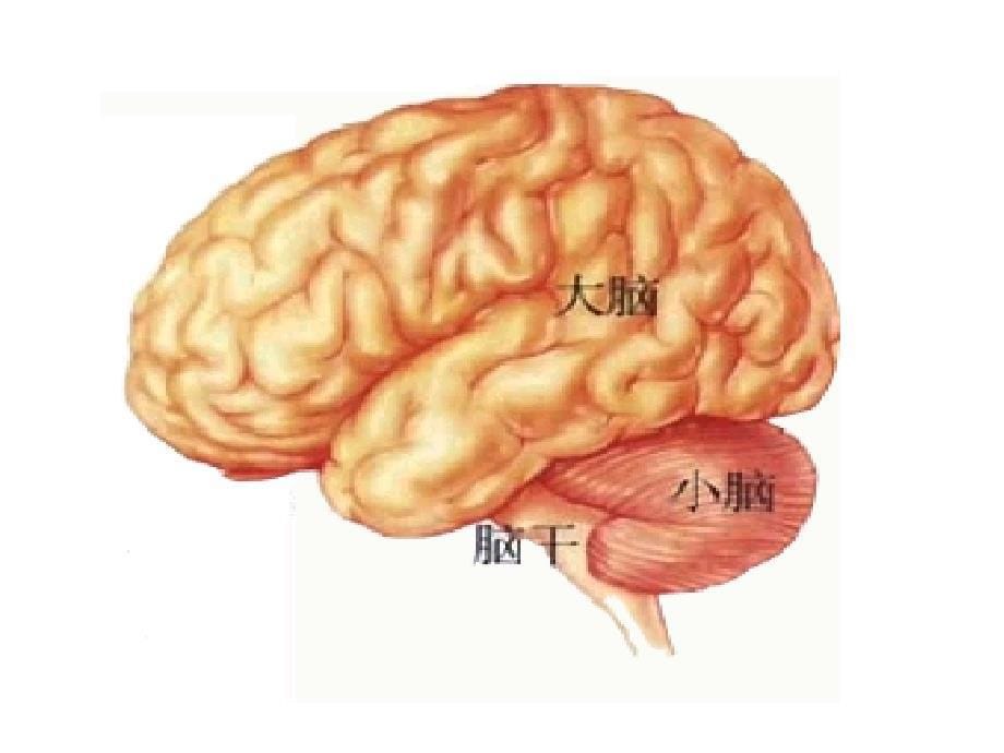 幼儿卫生学之神经系统ppt课件_第5页