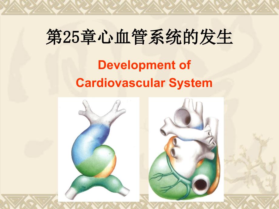 最终25心血管系统的发生_第1页