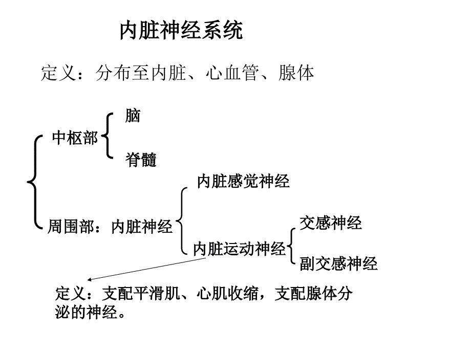 内脏神经new11_第1页