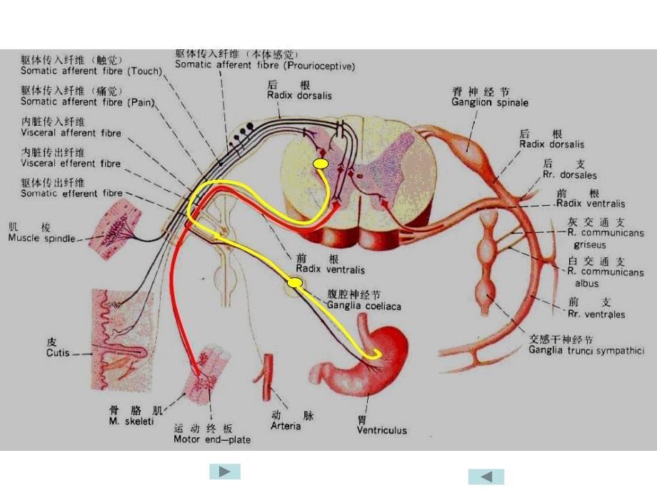 内脏神经new11_第5页