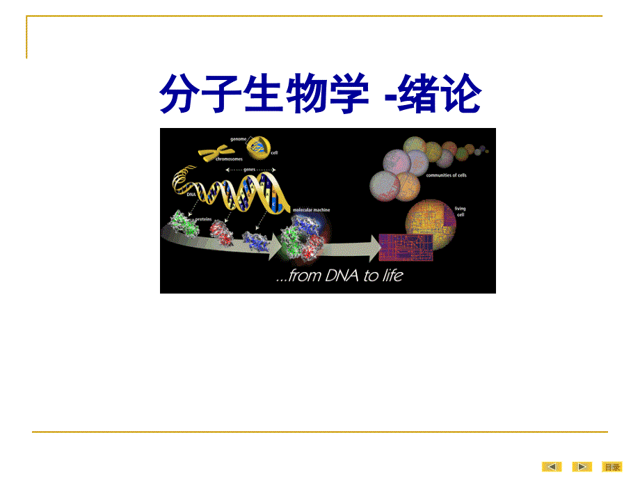 生物化学：绪论+真核基因与基因组_第1页