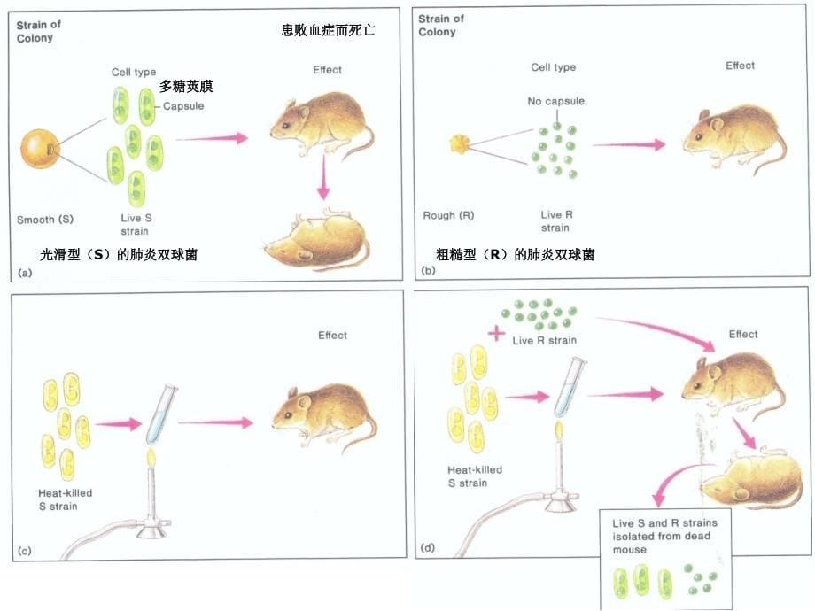 生物化学：绪论+真核基因与基因组_第5页