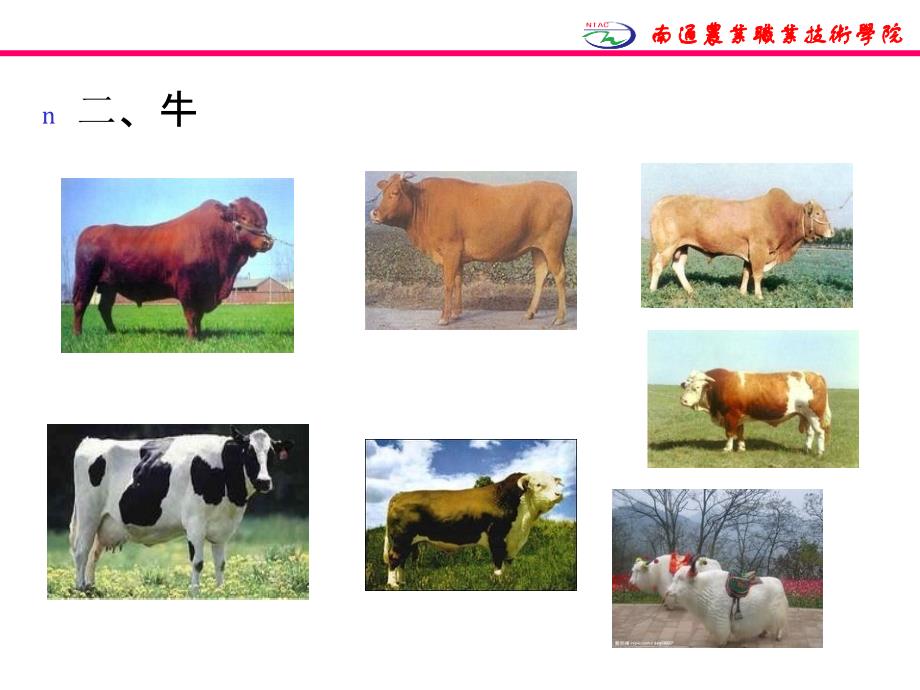 《肉及肉制品》PPT课件.ppt_第4页