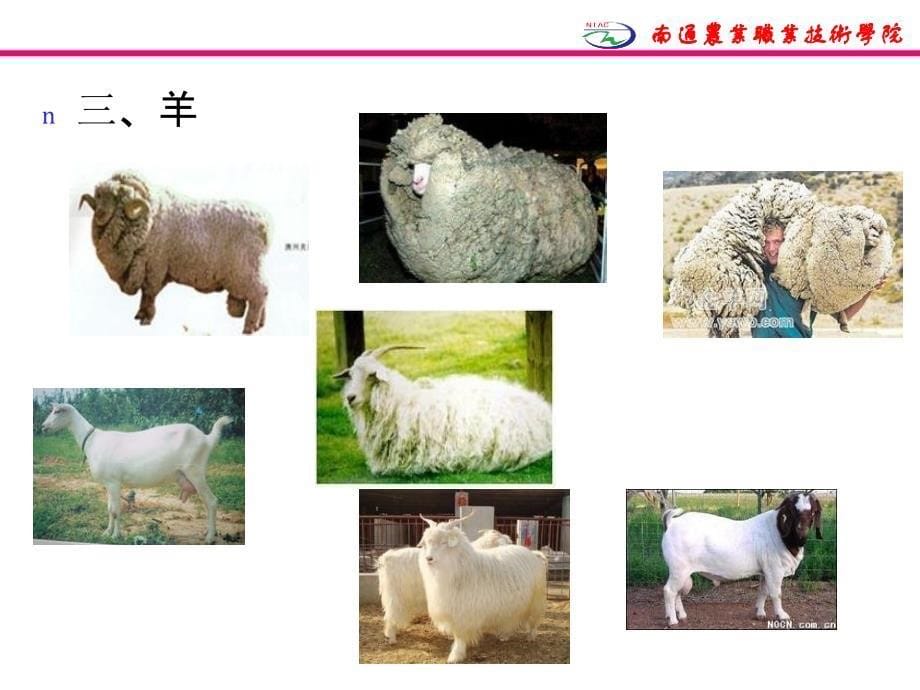 《肉及肉制品》PPT课件.ppt_第5页