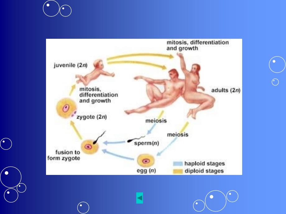 生殖与胚胎发育课件_第4页