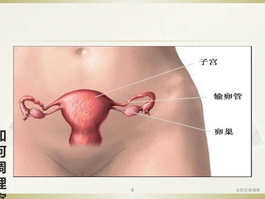 女性宫寒调理课件_第5页