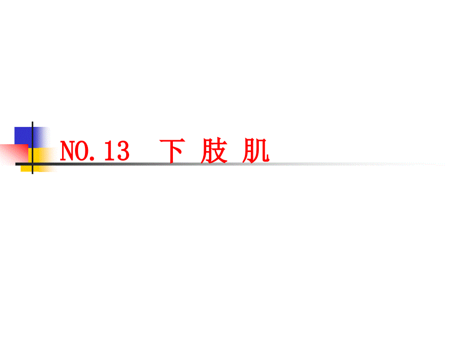 系统解剖学课件：NO.13下肢肌_第1页