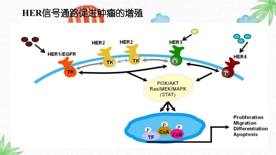 乳腺癌抗HER2耐药新机制及对策_第2页