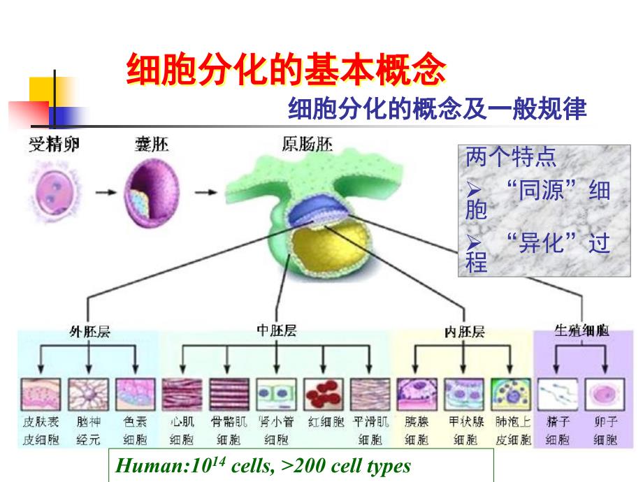 医学细胞生物学第15章细胞分化_第4页