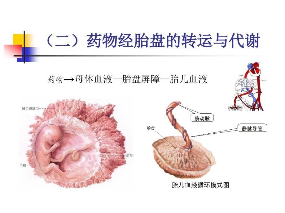 06第六章特殊人群的临床用药07082_第5页