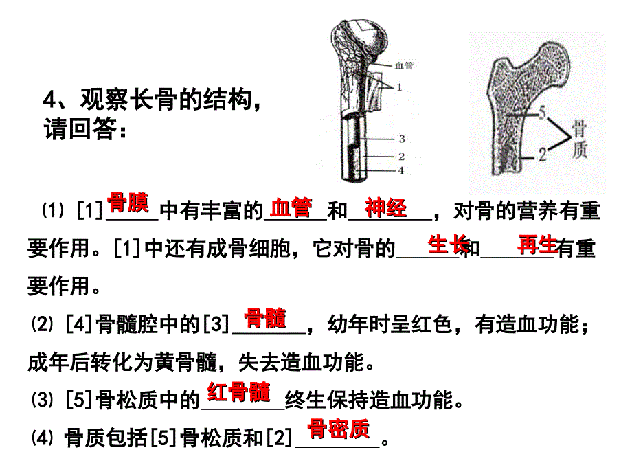 第一节动物的运动第三课时9月14日_第3页