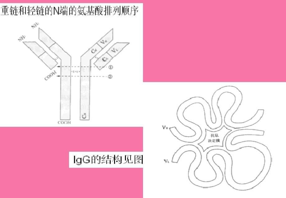 ELISA的原理与应用ppt课件_第5页