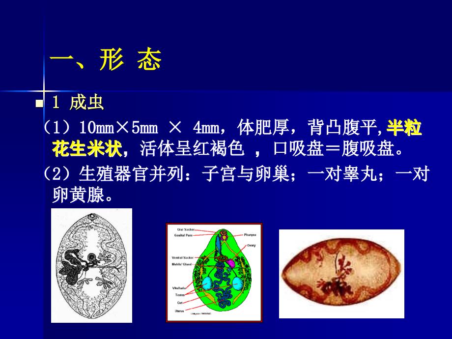 卫氏并殖吸虫_第4页