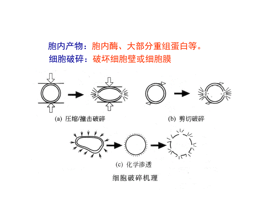 生物分离-细胞破碎_第2页