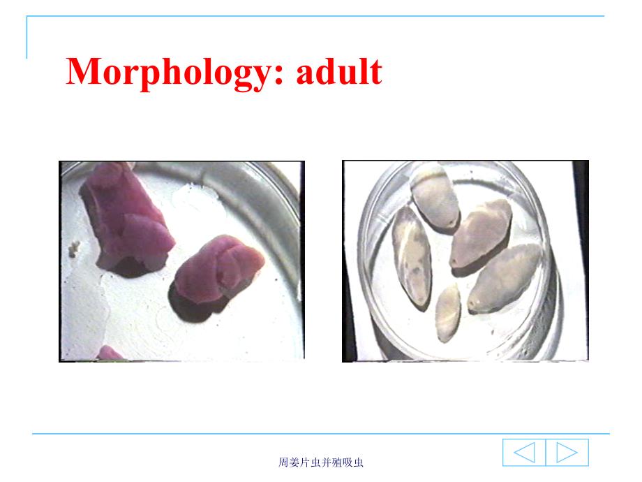 周姜片虫并殖吸虫课件_第4页